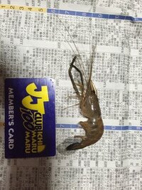 モクズガニやテナガエビの捕獲と遊漁券について 世田谷区の二子玉川でモクズ Yahoo 知恵袋