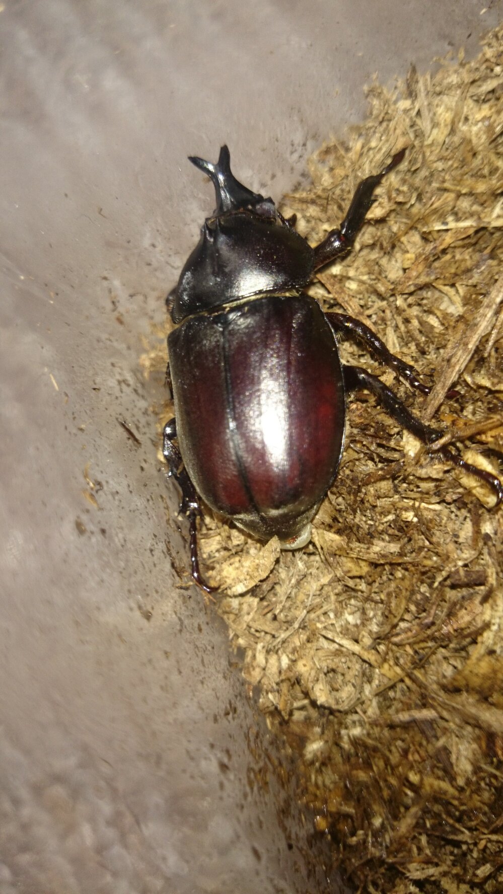 蛹のカブトムシが羽化したのですが 角が短く 頭が のような気がするのです Yahoo 知恵袋
