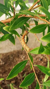 ユキヤナギに居た毛虫は駆除するべきでしょうか 終齢期の蛾 Yahoo 知恵袋