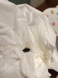 最近部屋に 飛ばない小さな黒い虫が 頻繁に徘徊していて困っています Yahoo 知恵袋