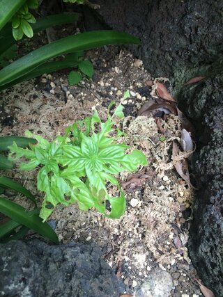 地植えのバジルが虫に食べられているようです なんの虫でしょうか また対策 Yahoo 知恵袋