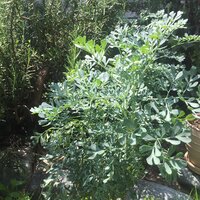 この植物の名前を教えてください 葉っぱに臭いがあるのでハーブだ Yahoo 知恵袋