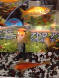 熱帯魚のポップアイ治療のために薬を餌に混ぜて投与したいのですが なんという Yahoo 知恵袋