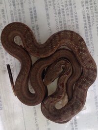茶色の蛇この蛇の名前を教えて下さい 岩手県内陸南部 アオダイショウ Yahoo 知恵袋