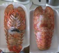 至急お願いします ボイル済 冷凍伊勢海老の調理法 冷凍 Yahoo 知恵袋