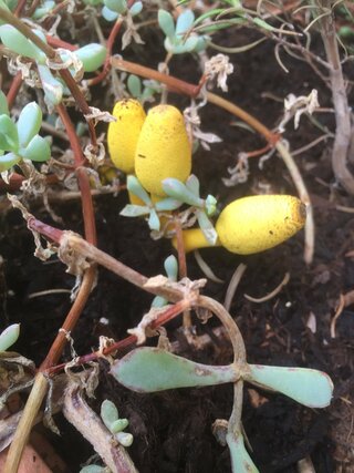 ローズマリーの鉢植えに黄色の謎物体が生えてました これはいったい何ですか Yahoo 知恵袋