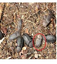 ツヤケシオオゴミムシダマシ すなわちジャイアントミルワームの成虫のえさについて Yahoo 知恵袋