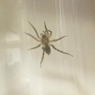 家の中にいた蜘蛛です 画像のクモの種類を教えてください Yahoo 知恵袋