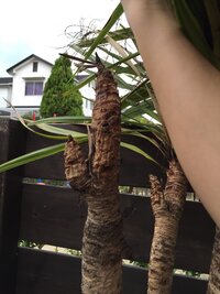 ゲ*ー様 ドラセナ・ニオイシュロラン葉先150cm【根巻き済】 ゲ*ー様