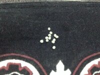 これはなんの卵ですか 干した後の服についてました 硬くてすごく Yahoo 知恵袋