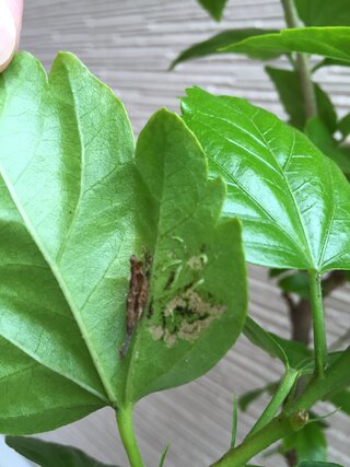 最も選択された ハイビスカス 害虫 黒い虫 誕生 日 ライン 友達