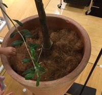 小さな観葉植物などを見栄えがよくなるように入れ物に入れる容器の名前なんていいま Yahoo 知恵袋