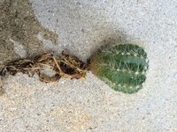 百均でサボテンを買って植え替えしようと思い土を払って根を洗いま Yahoo 知恵袋