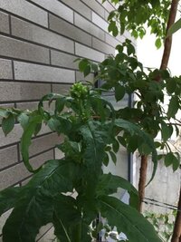 押し花に使う乾燥シートはどこで買えますか 押し花を作り Yahoo 知恵袋