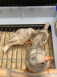 キンカ鳥のノーマルから生まれた雛です この子達はグレーイザ Yahoo 知恵袋