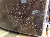 至急 助けてください 枝豆 観葉植物 の土に白いダニみたいなのが突然繁殖 Yahoo 知恵袋