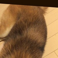 柴犬の毛色 １歳前の柴犬ですが 血統書には赤とかかれています 最近 背の Yahoo 知恵袋