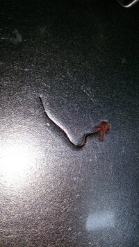 今日買った秋刀魚の尻尾あたりに刺さっていたのですが これは寄生虫なのでし Yahoo 知恵袋