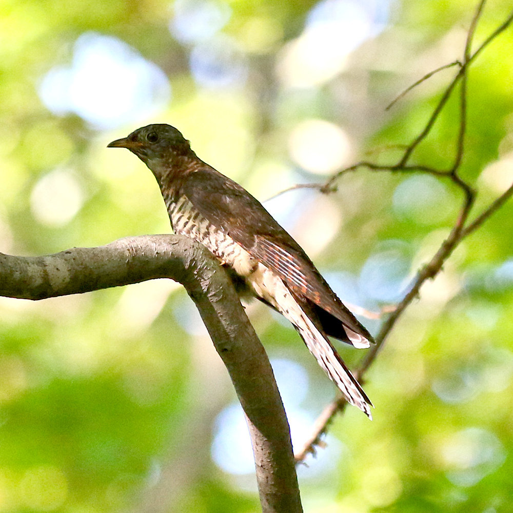 画像の野鳥の名前を教えてください。茶色系で尻尾が長いです。北海道を 