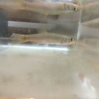 この魚はなんという種類ですか 川で釣ったのですが 家で飼 Yahoo 知恵袋