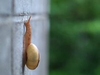 カタツムリはなぜ重力に逆らうのですか かたつむりが出す粘着性の液が Yahoo 知恵袋