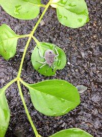 うちのシマトネリコとヤマボウシにこの虫がたくさんついていました Yahoo 知恵袋