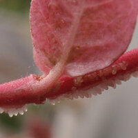 植物に卵のようなものが ハツユキカズラの茎に白い卵のようなものがビッシ Yahoo 知恵袋