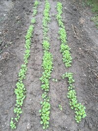 水菜の育て方について 一週間前に水菜を植えまして 今日画像のような感じで Yahoo 知恵袋