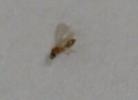 夏明けから秋にかけてこの茶色い羽の生えたアリみたいなものが部屋にいます Yahoo 知恵袋