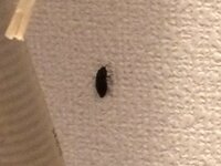 台所の天井に黒い虫を発見しました ゴキブリかと思い リセッシュを吹き付け Yahoo 知恵袋