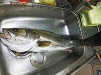 テレビやユーチューブの料理番組を見ていると たまに画像のように魚を台所シ Yahoo 知恵袋