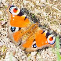 画像の 蝶々？蛾？の名前を教えてください。オレンジの羽に赤と青の模様が入っています。 
