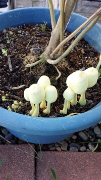 これは何のキノコですか 何のコケかは分かりませんが植えて Yahoo 知恵袋