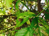 垣根ドウダンツツジの枝や葉っぱに白い粉みたいな病気 虫 動かないの Yahoo 知恵袋