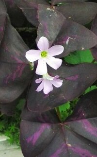 なすプランター花かなり薄い色プランター 土は25ｌ程度 のナスの花が かな Yahoo 知恵袋