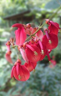 花の名前を教えてください アメリカデイゴです スペイン語 Yahoo 知恵袋