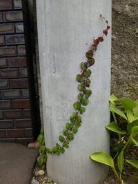 道路脇によく見るこの植物は何て名前でしょうか クルメツツジやヒラトツツ Yahoo 知恵袋
