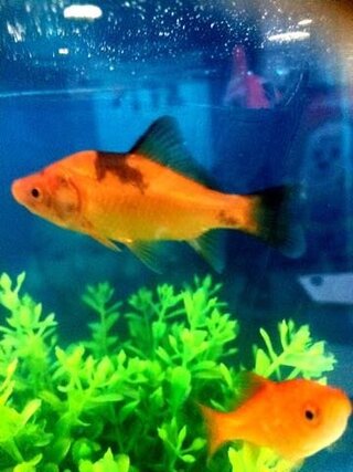 金魚の黒い点 写真あり 金魚釣りで子供がとってきた金魚です 黒い点 Yahoo 知恵袋