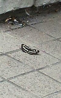 少し遠いですが 地上で羽をパタパタさせているこのチョウかガの名前をおしえ Yahoo 知恵袋