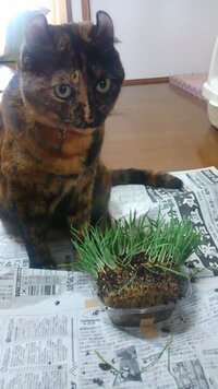 猫草を土から引き抜いてしまいます 引っ張って食べようとするので Yahoo 知恵袋