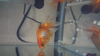 金魚にエサのかわりにプロテインを与え続けたらどうなりますか 筋 Yahoo 知恵袋