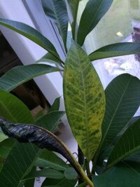 プルメリアの新しい葉に 白い斑点のようなものが現れました 対処法がわからず Yahoo 知恵袋