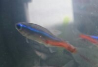 ネオンテトラですが病気でしょうか 見辛いですが写真添付します 1年半ほど Yahoo 知恵袋