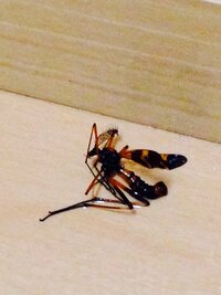 この虫が何か教えてください 体長1センチ程で 羽と体は黄色と黒 Yahoo 知恵袋