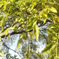 何の木でしょうか 高さ3 4m緑の固い実が センダンです 野鳥がこ Yahoo 知恵袋