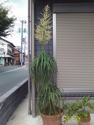 今年初めて樹齢２０年くらいのトックリランの花が咲きました 今は Yahoo 知恵袋