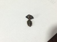 中国の言い伝えで空芯菜が良くないという話はありますか あります 空芯 Yahoo 知恵袋
