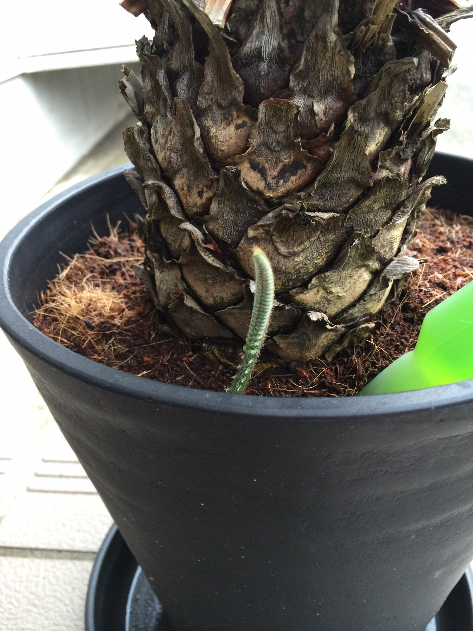 今年も庭のソテツから大量？の脇芽が出てきました。いつもはカットし