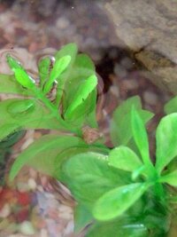 アカハライモリを飼ってます 偽物の水草に白い塊がついてました つっ Yahoo 知恵袋