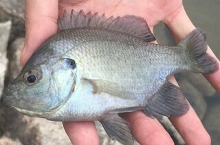 この魚は何ですかチヌに似てますが海から１０キロほど離れた川で釣りました Yahoo 知恵袋